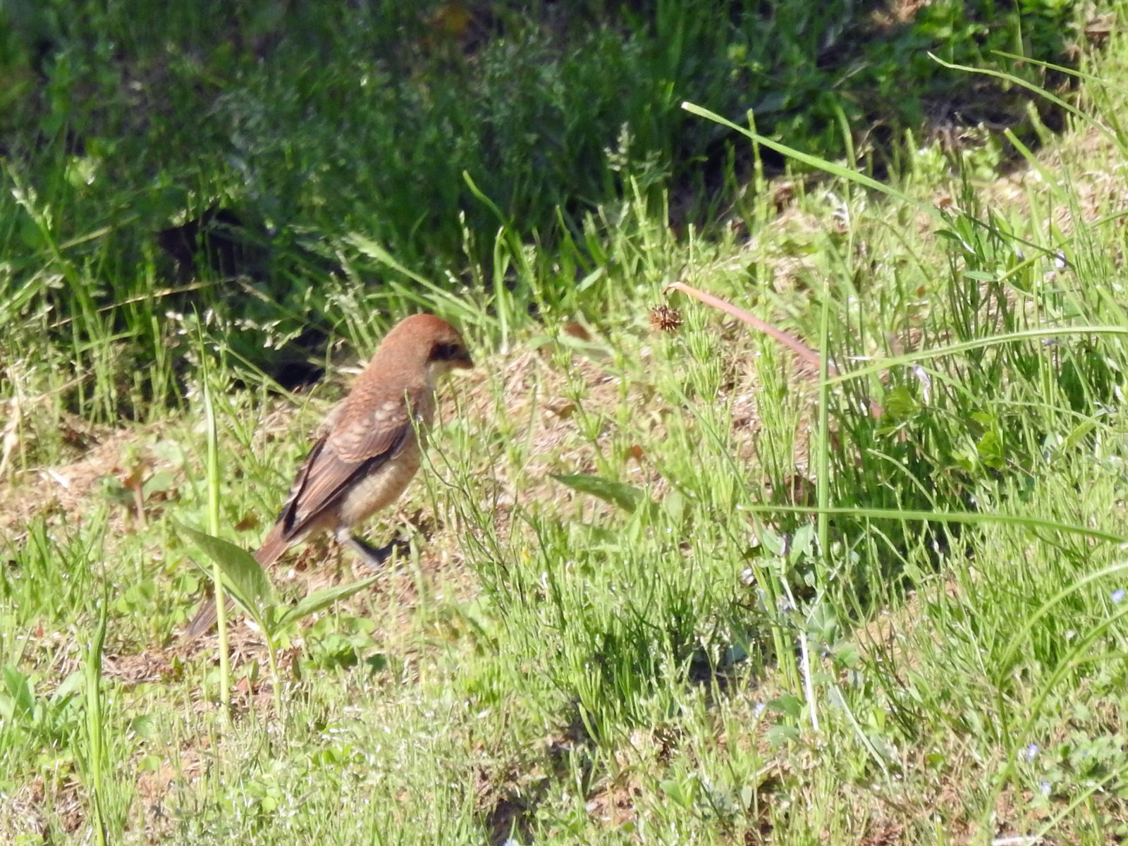 モズ幼鳥別個体
