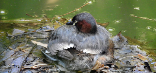 カイツブリ子育て