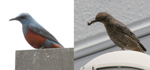 イソヒヨドリ雌雄