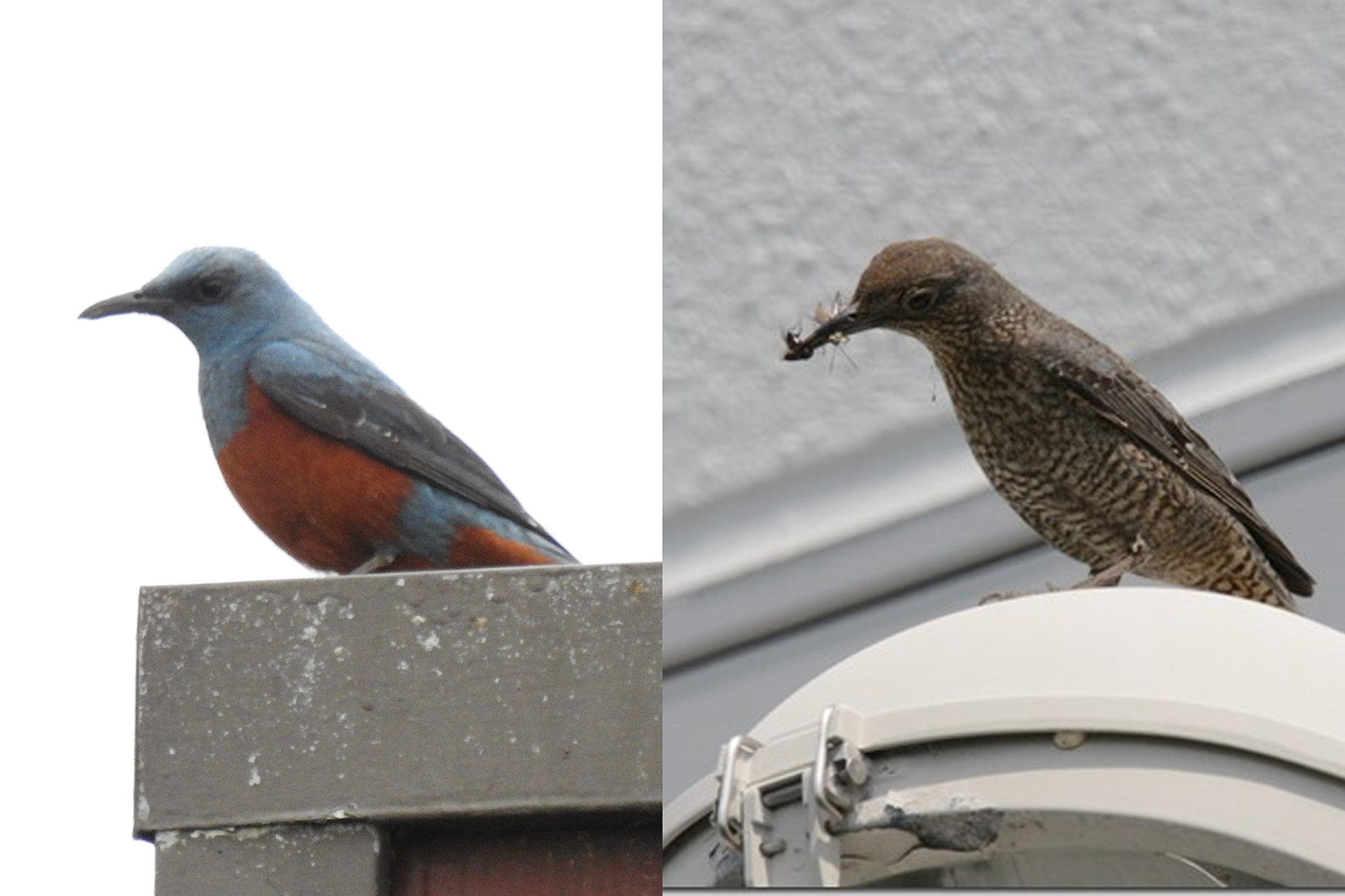 イソヒヨドリ雌雄