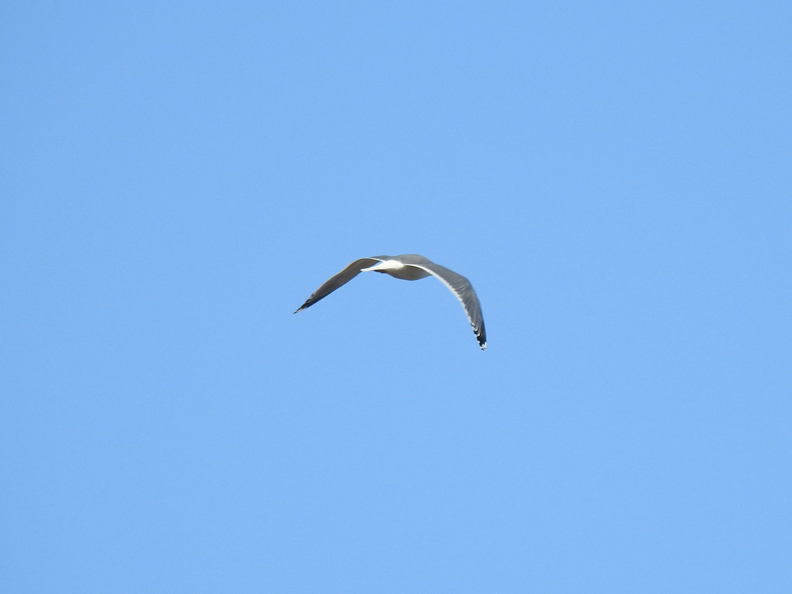 セグロカモメ飛翔