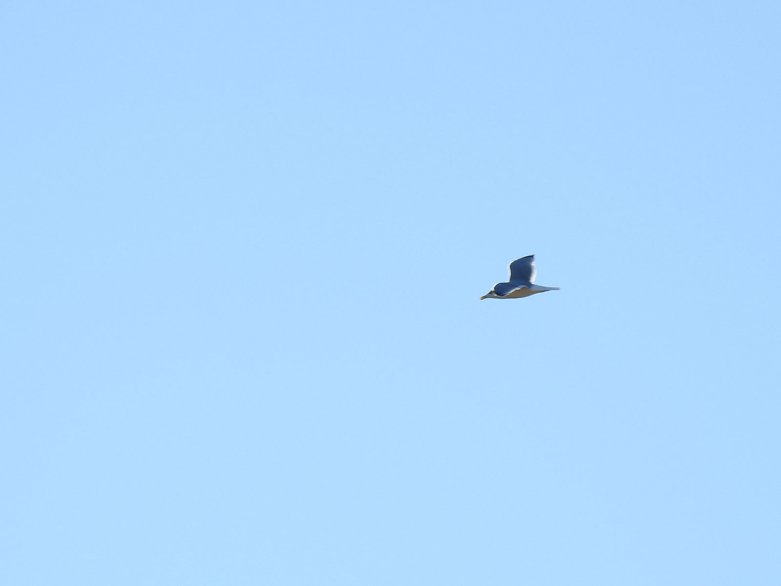 セグロカモメ飛翔