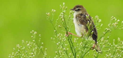 セッカ開脚アップ
