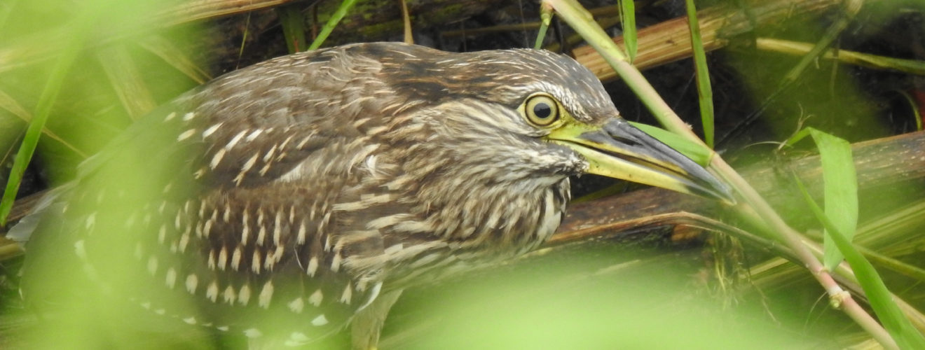 ホシゴイアップ