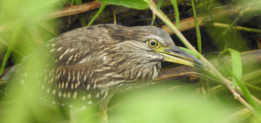 ホシゴイアップ