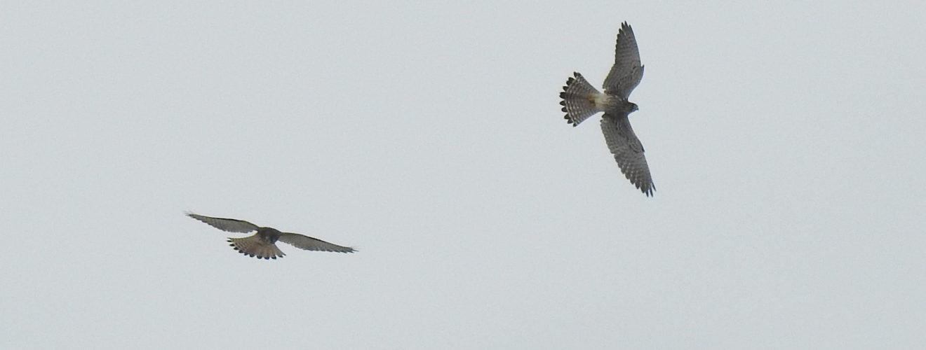 チョウゲンボウ2羽