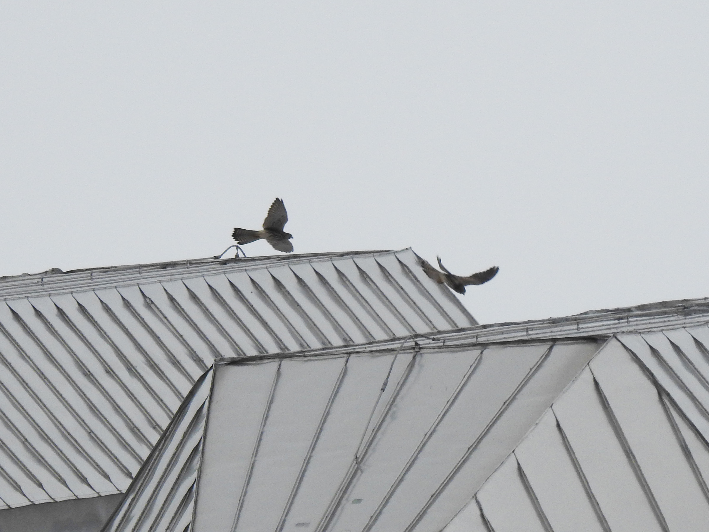 チョウゲンボウ2羽