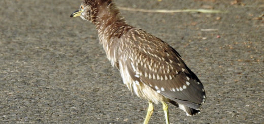 ホシゴイ逆立てる