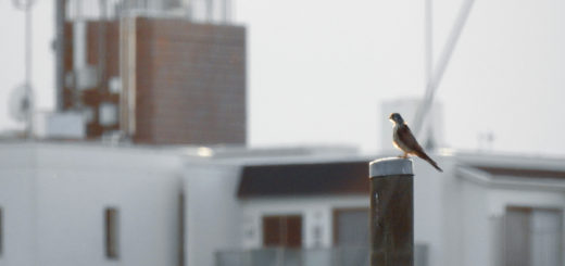 チョウゲンボウ逆光