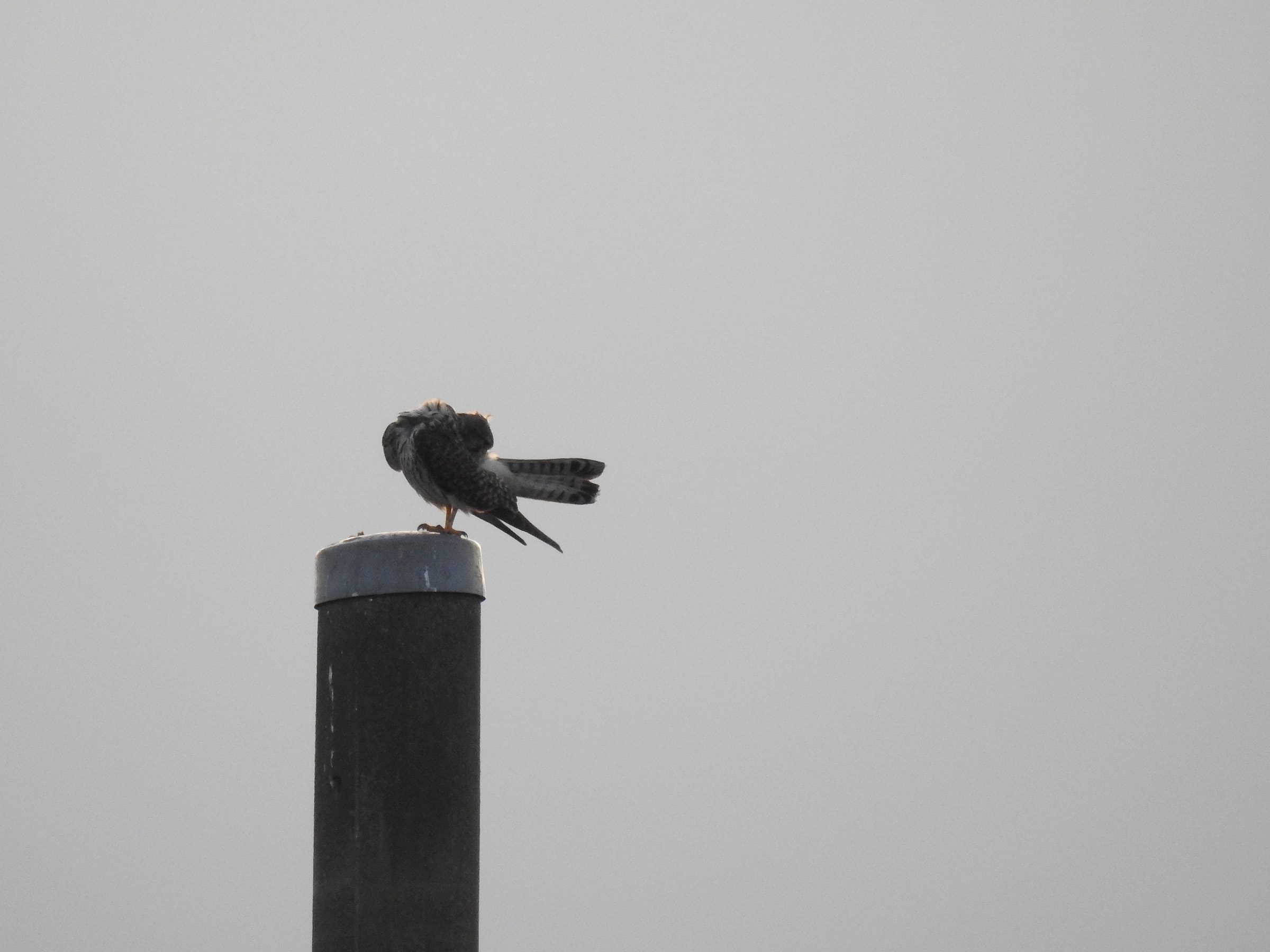 チョウゲンボウ逆光