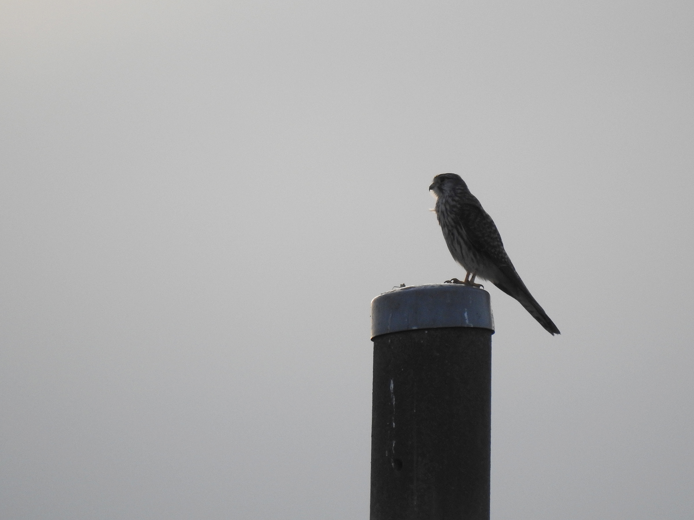 チョウゲンボウ逆光