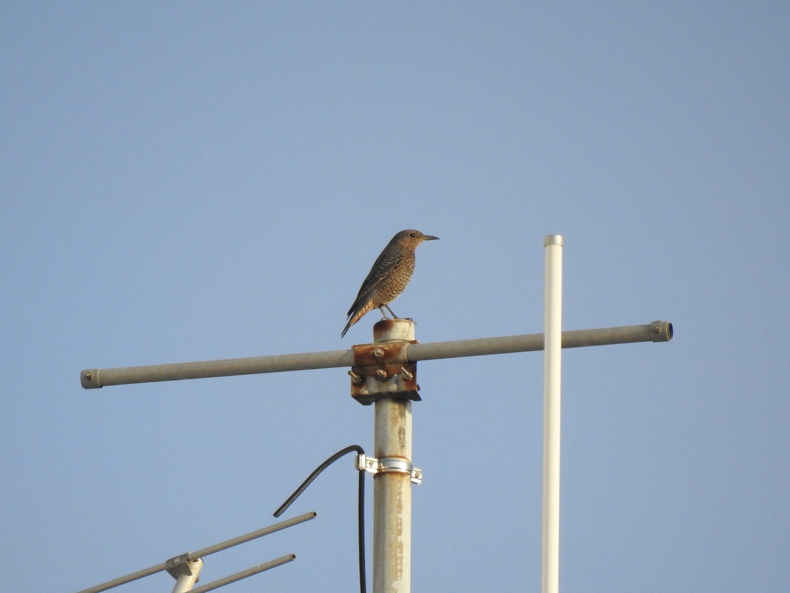 イソヒヨドリ雌右向き