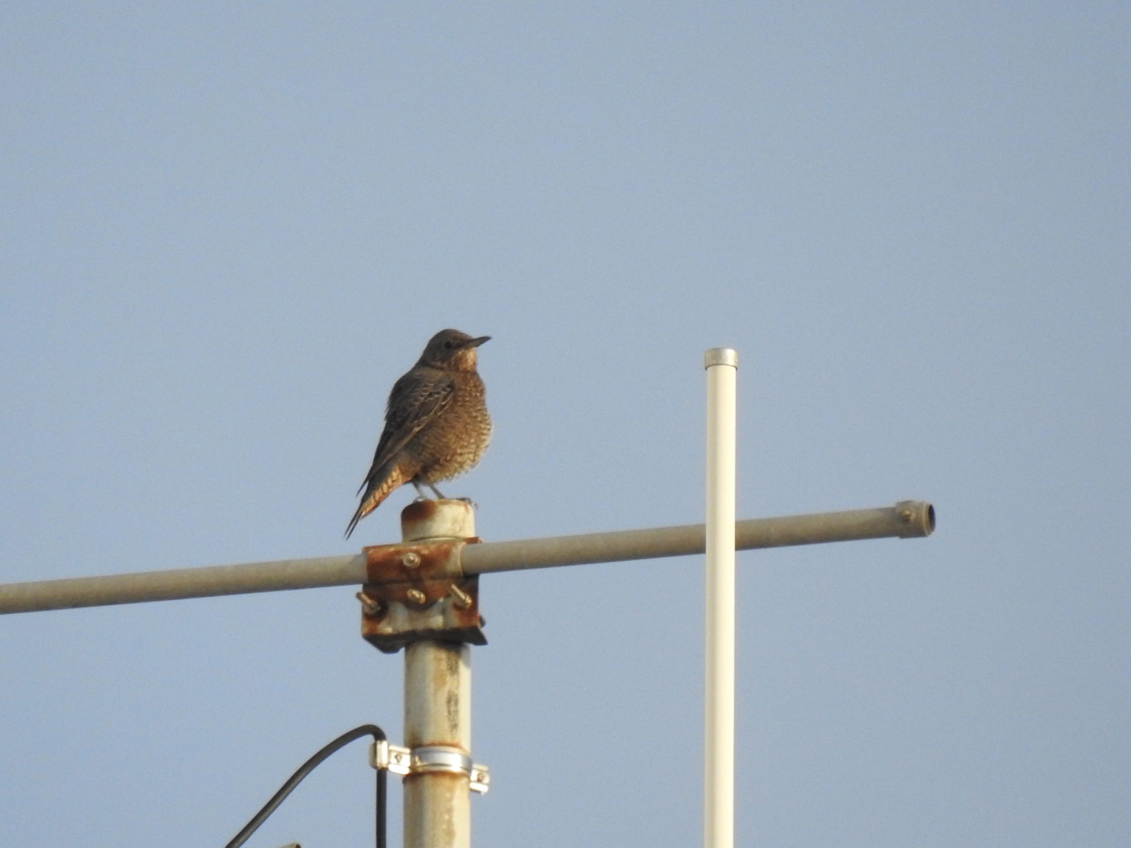 イソヒヨドリ雌ふくら