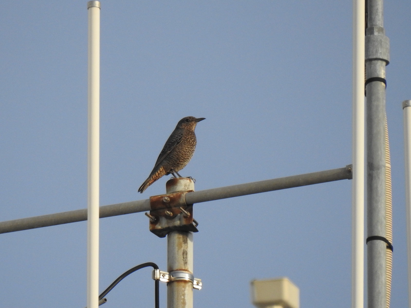 イソヒヨドリ雌