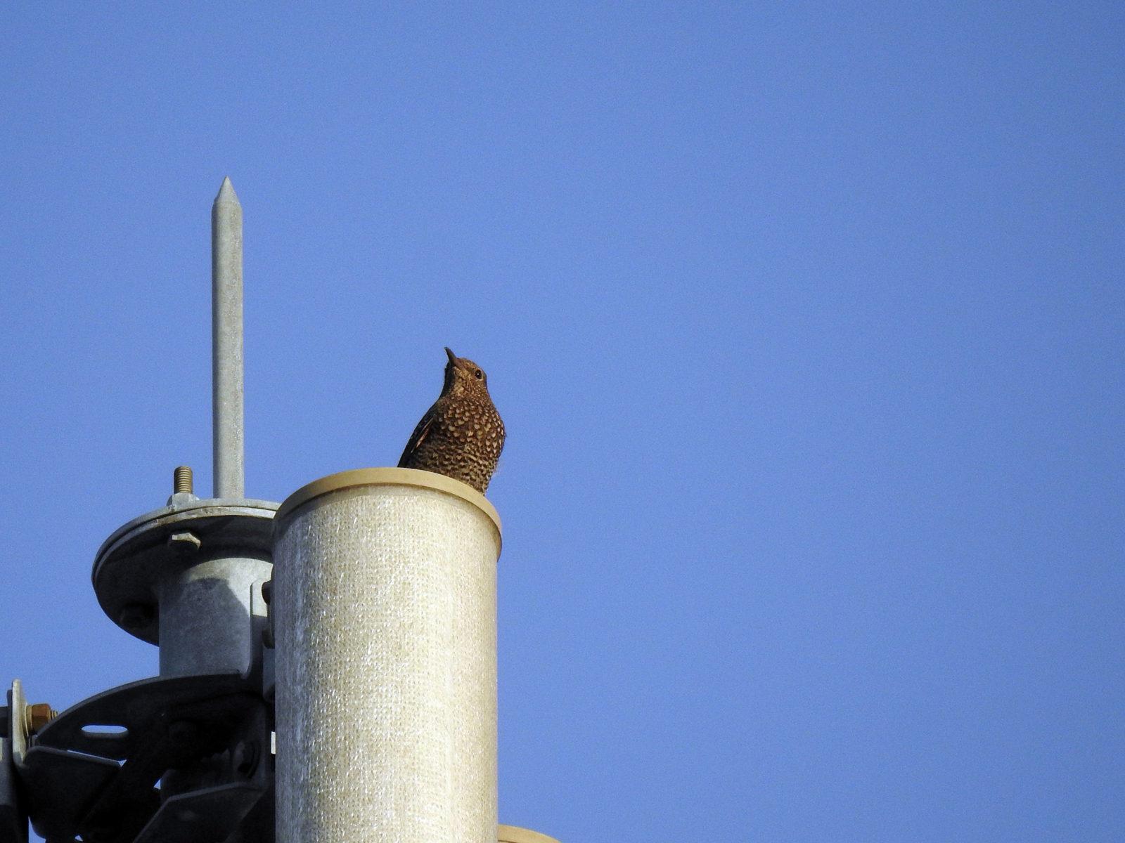 イソヒヨドリ雌青空