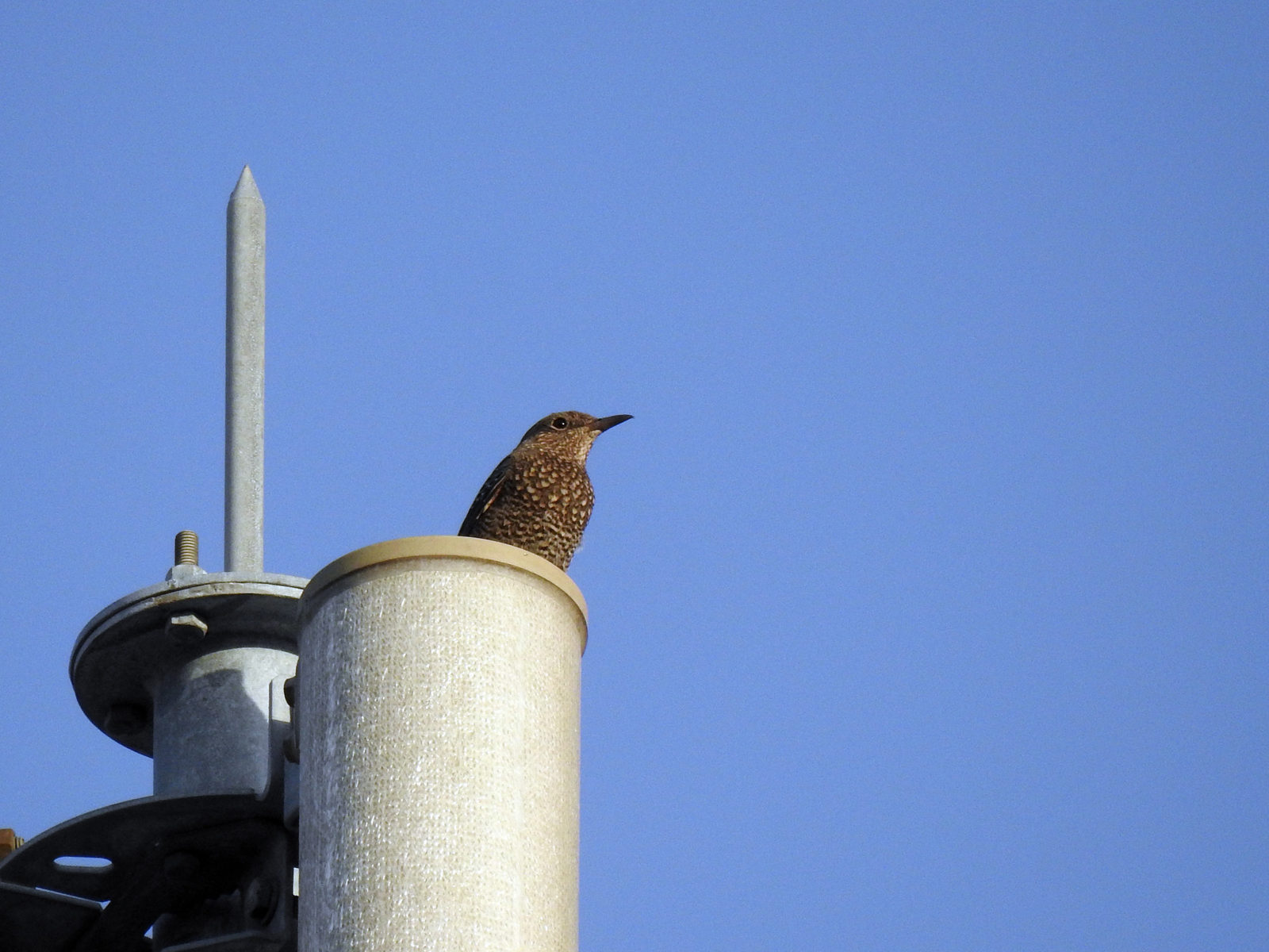 イソヒヨドリ雌青空