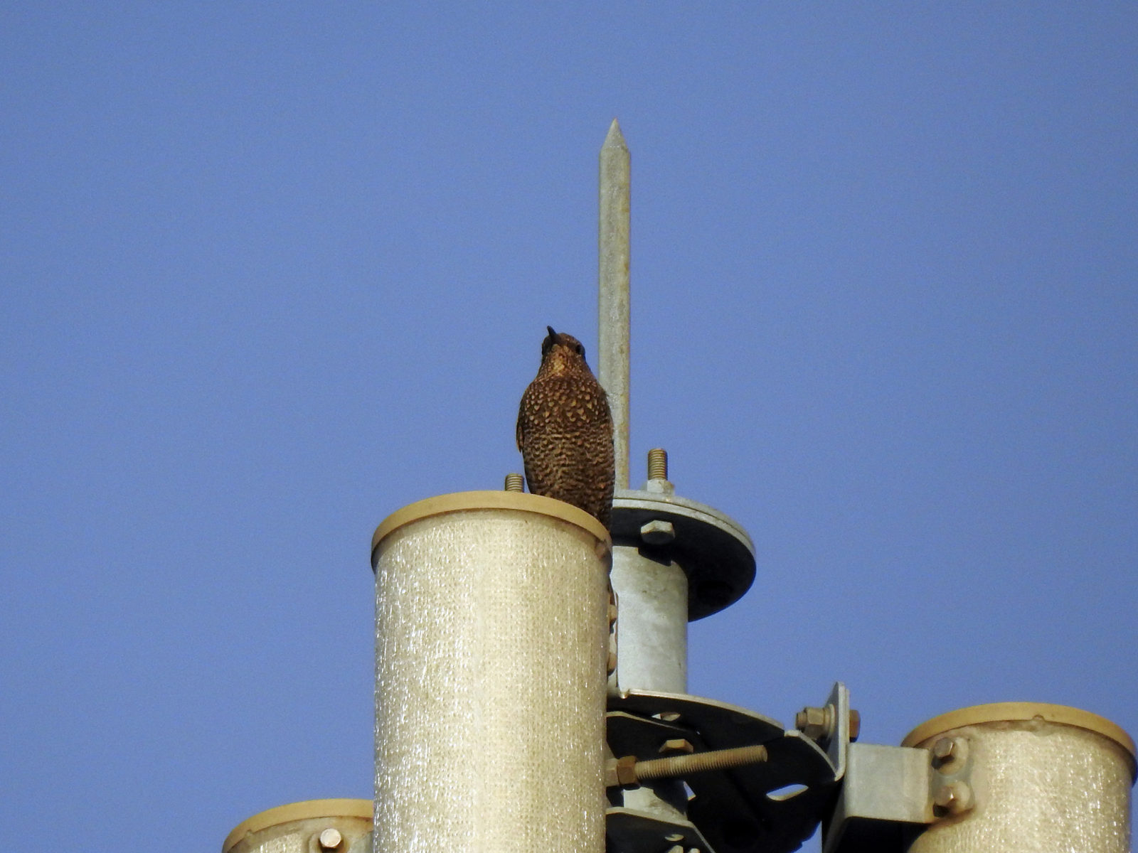 イソヒヨドリ雌青空