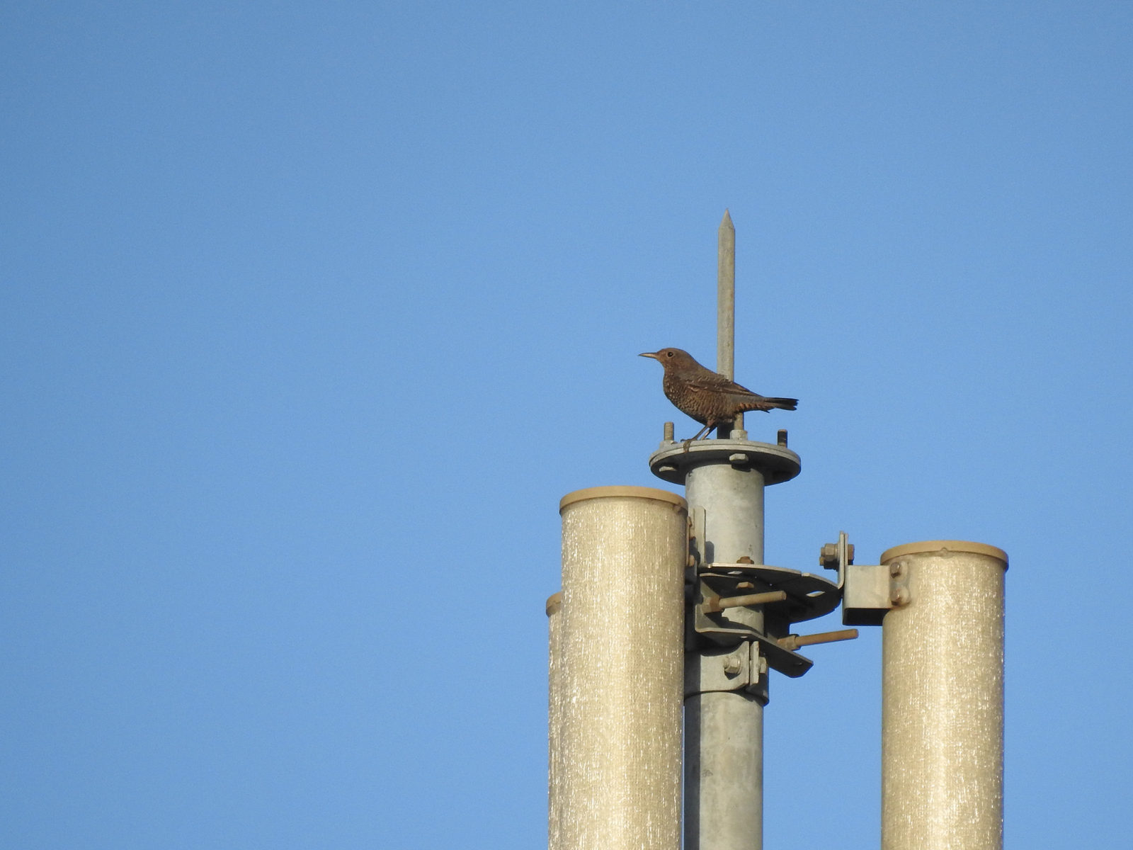 イソヒヨドリ雌青空