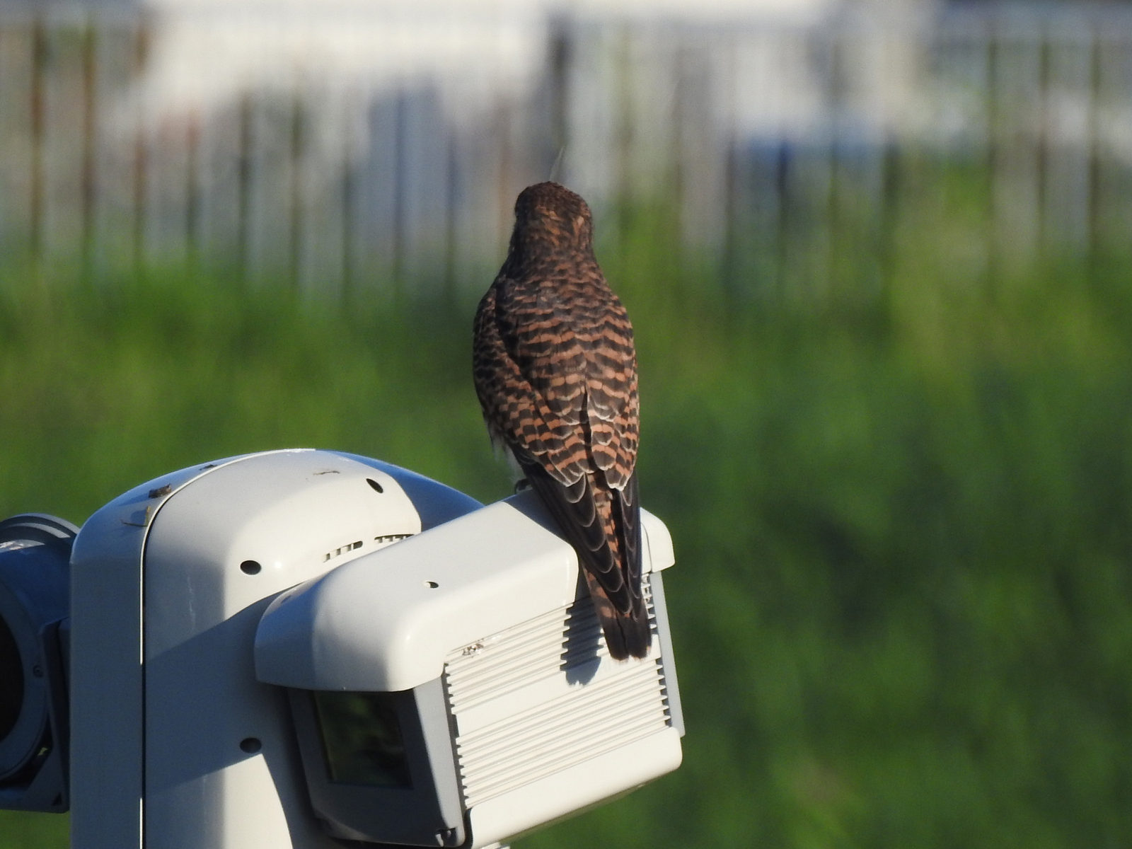 チョウゲンボウ後ろ