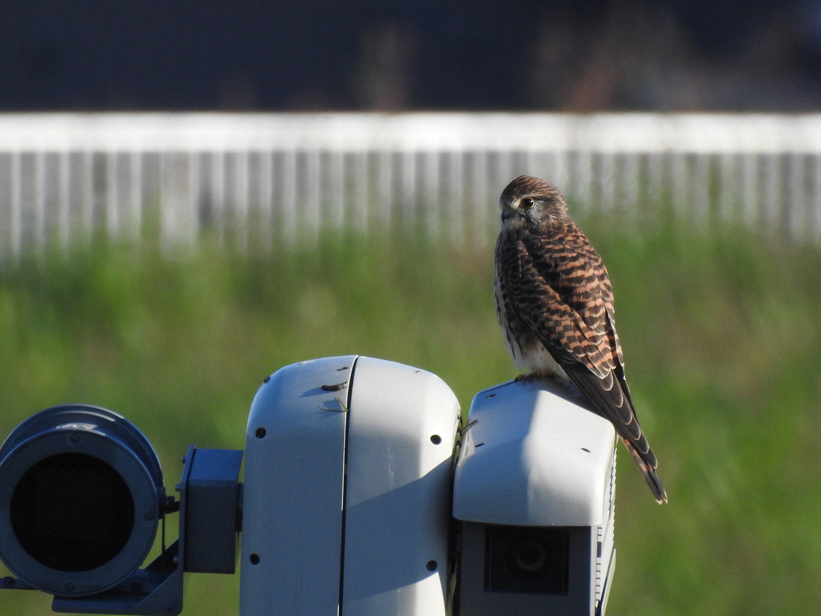 チョウゲンボウ左