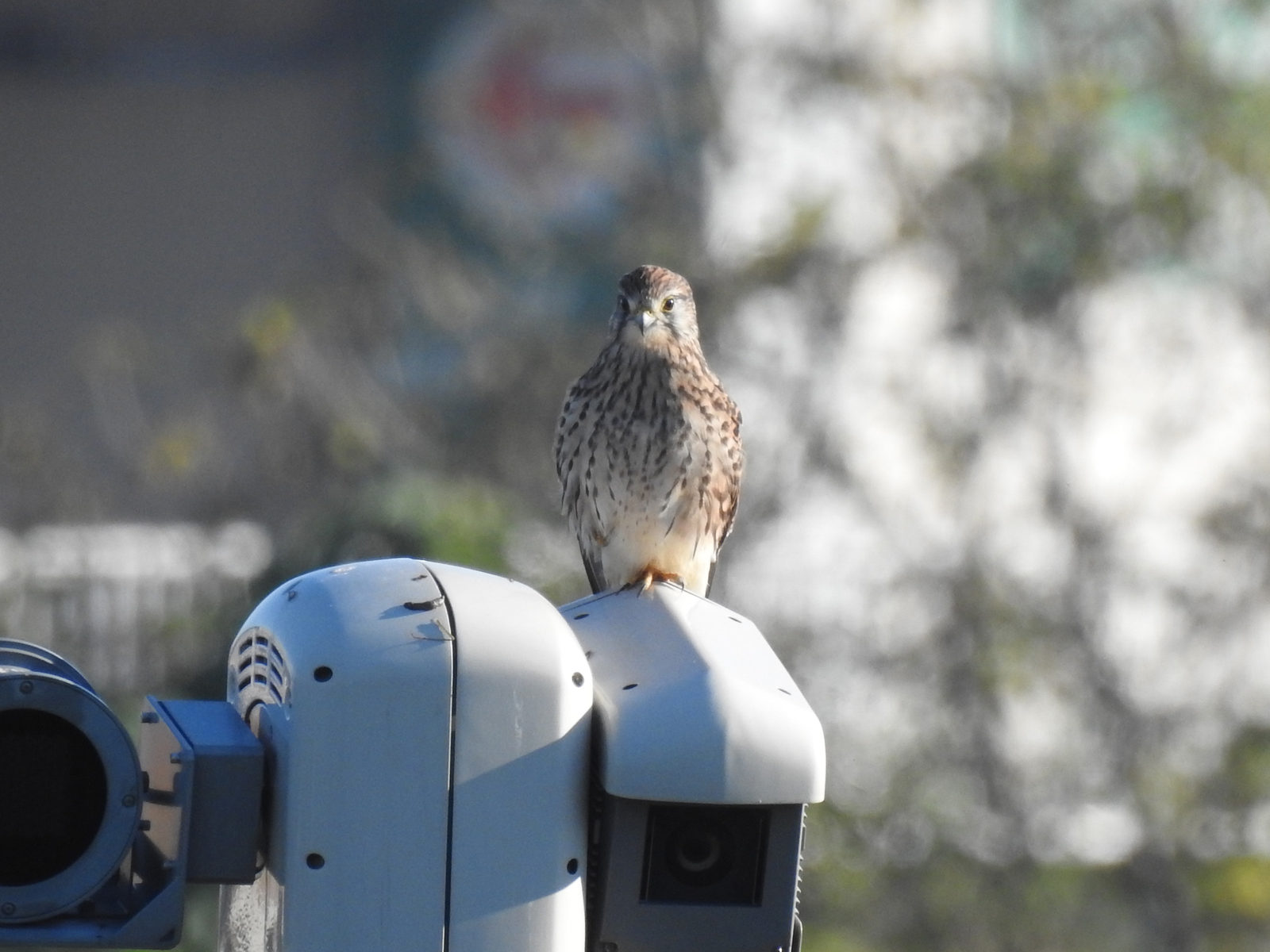 チョウゲンボウ正面