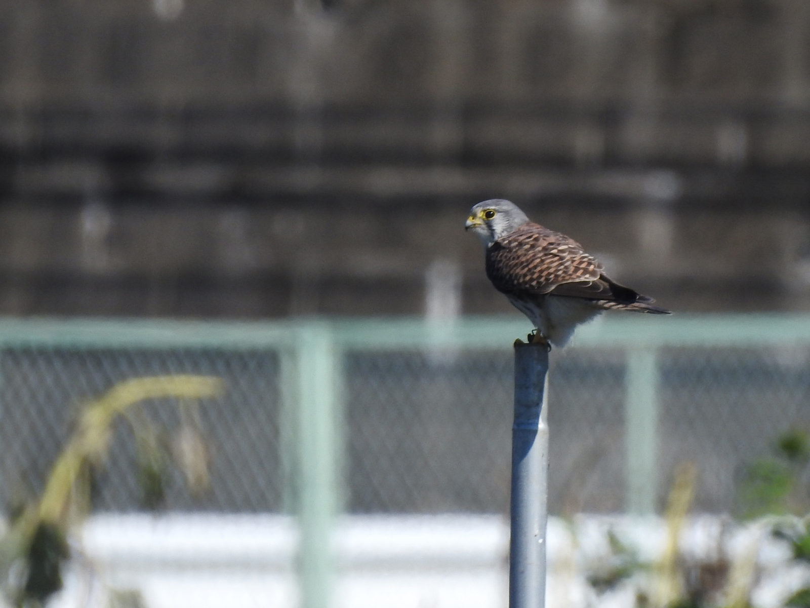 チョウゲンボウ獲物