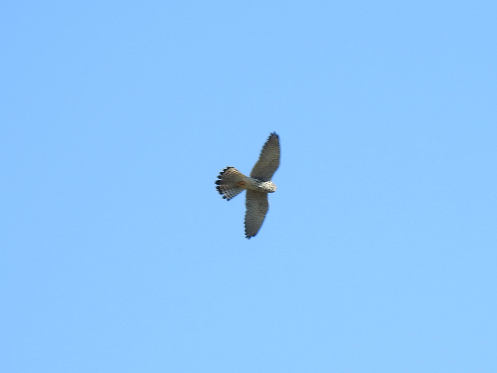 チョウゲンボウ飛翔