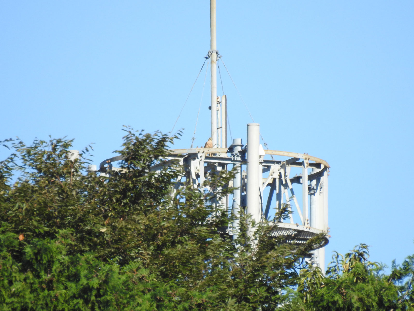 チョウゲンボウ？