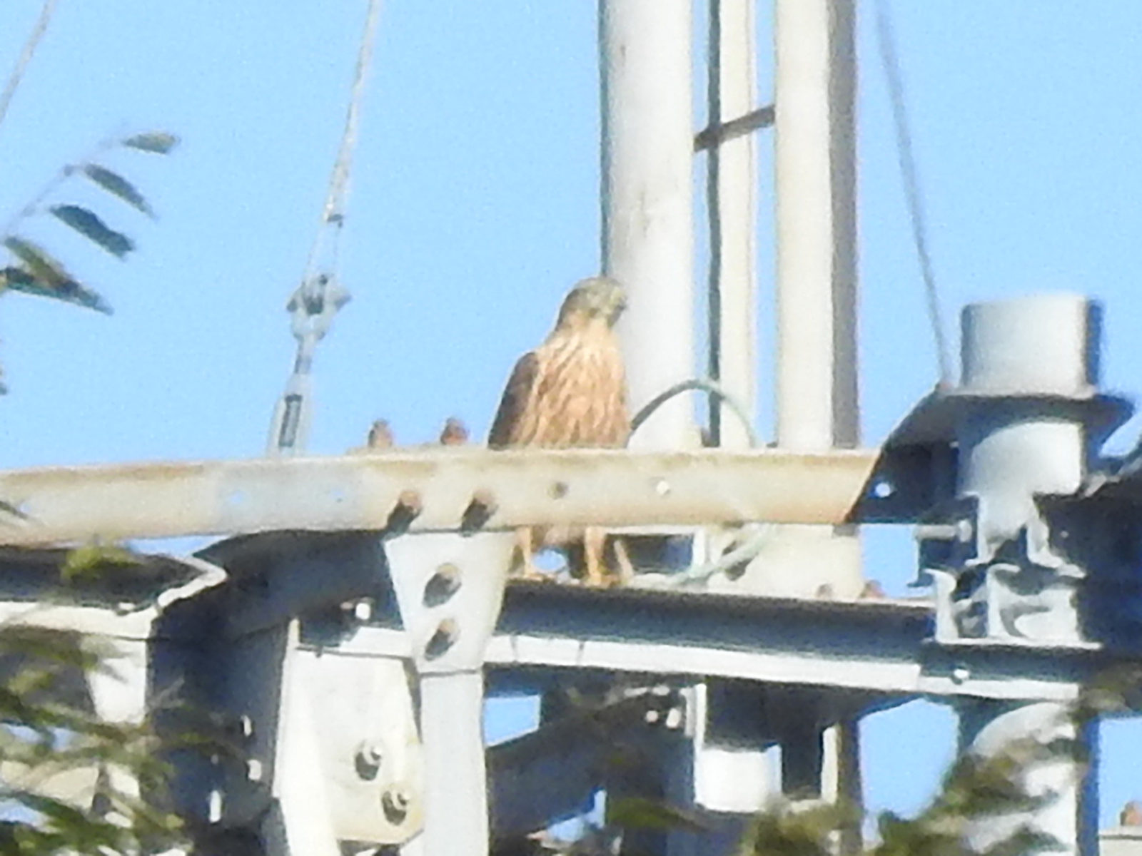 チョウゲンボウ？アップ