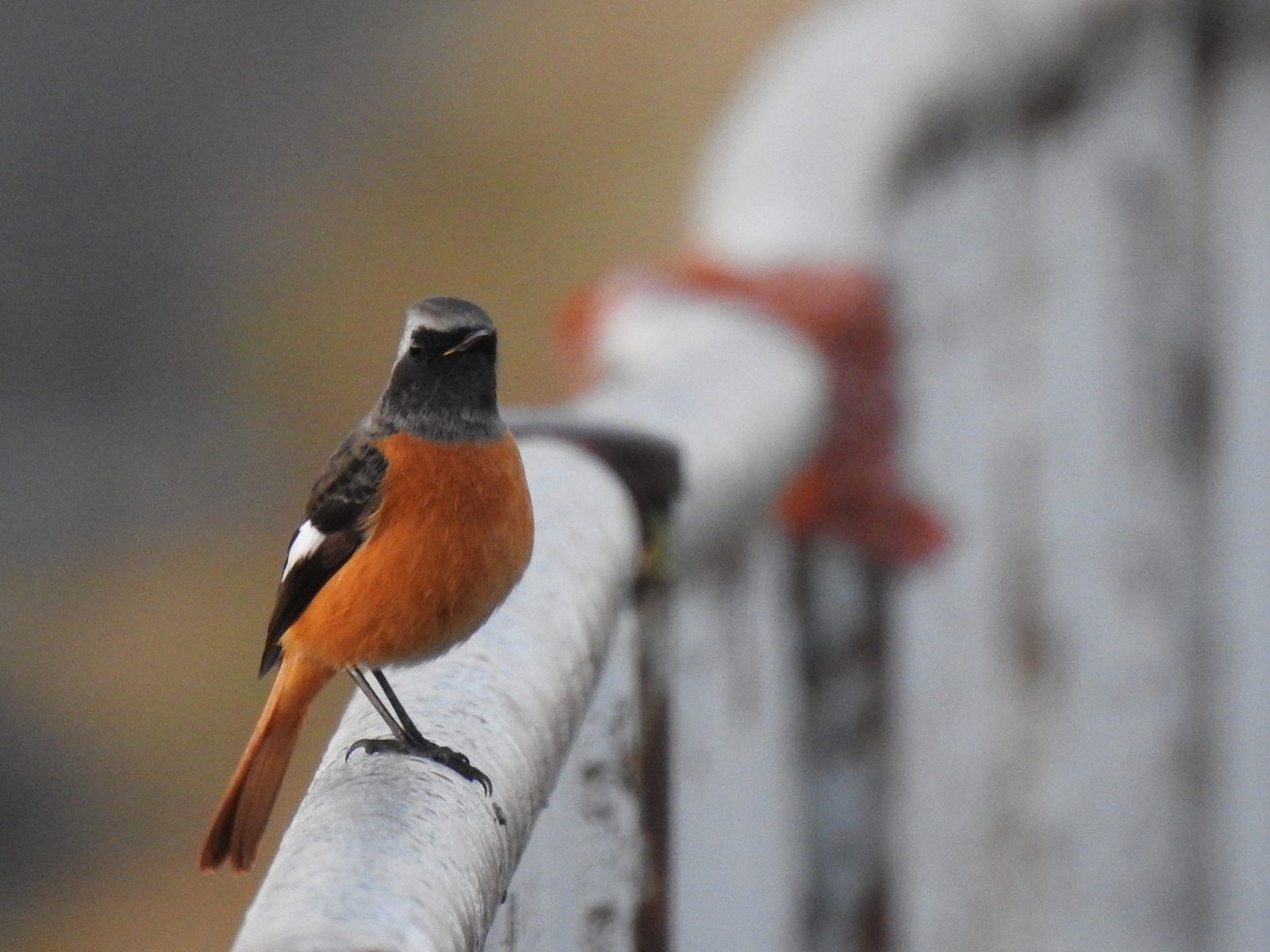 ジョウビタキ雄