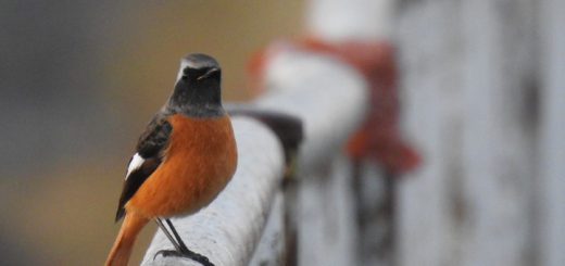 ジョウビタキ雄