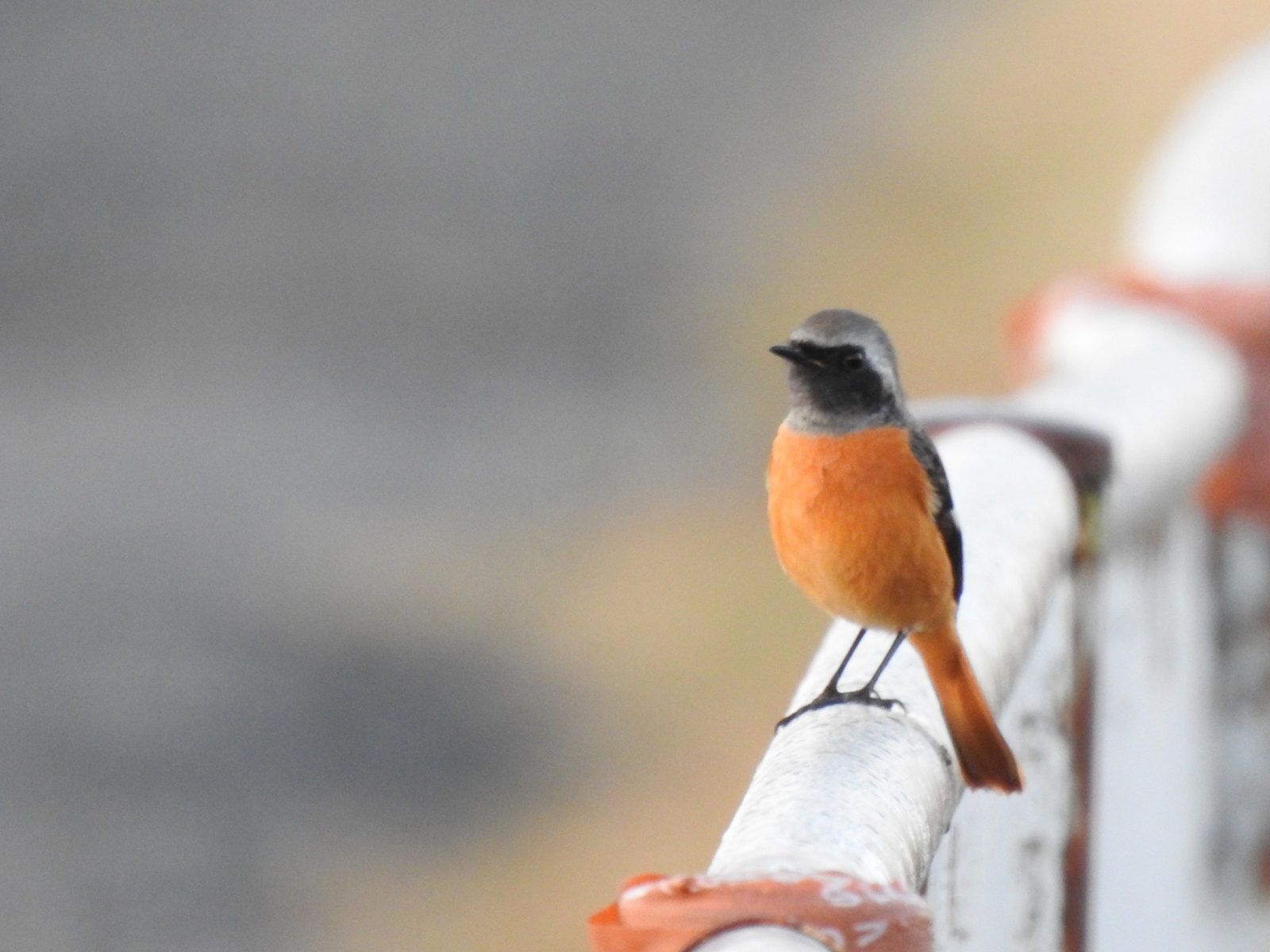 ジョウビタキ雄ピン甘