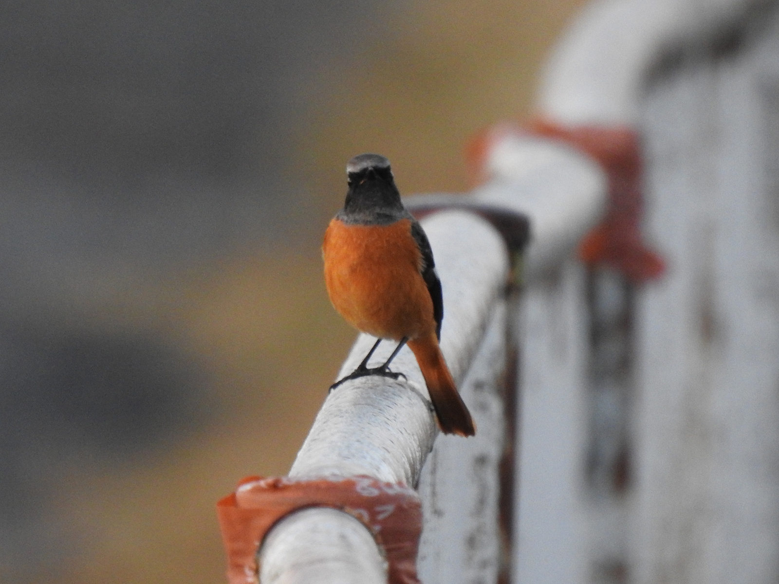 ジョウビタキ雄正面