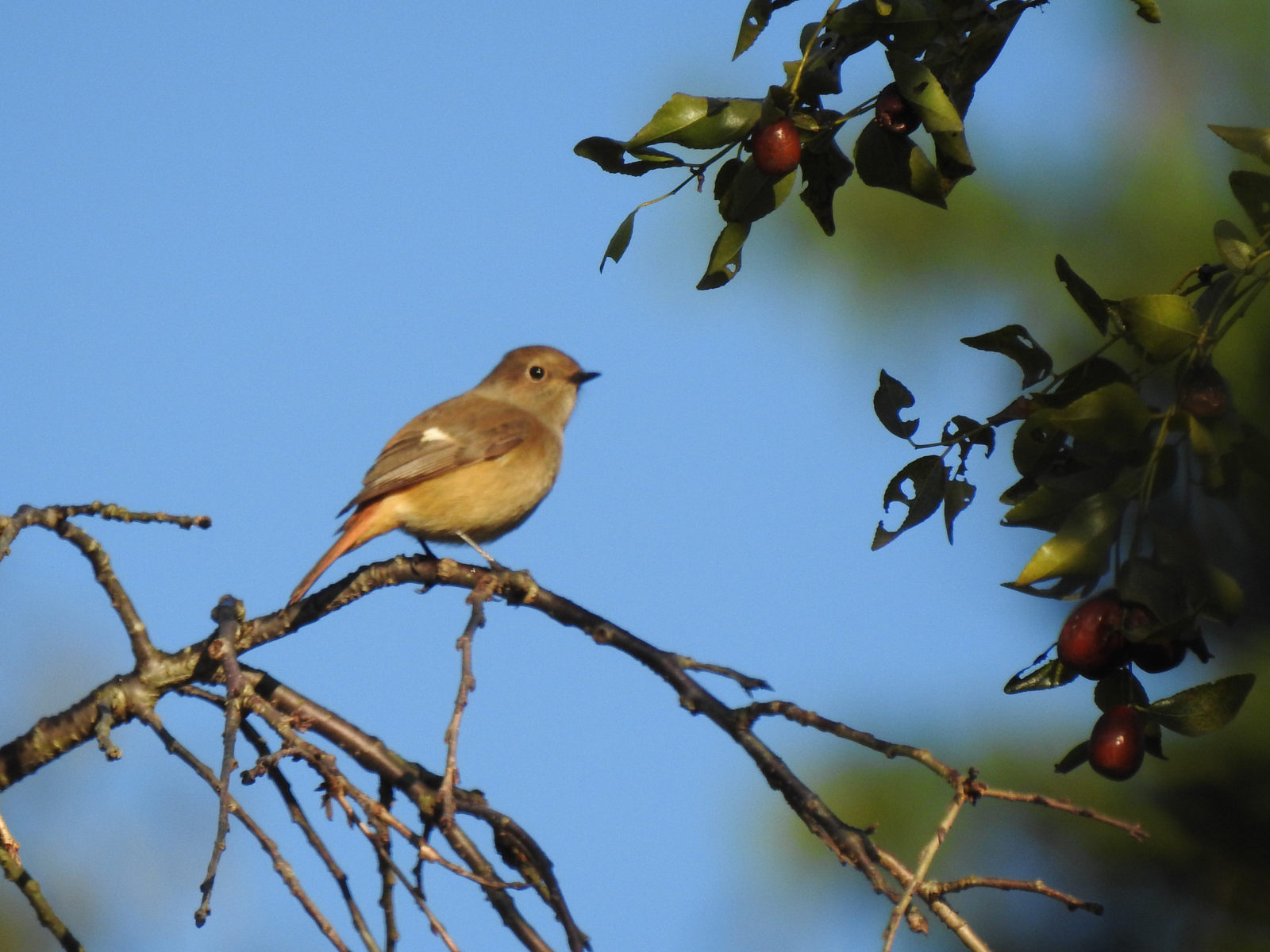 ジョウビタキ雌
