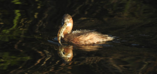 カイツブリ捕食