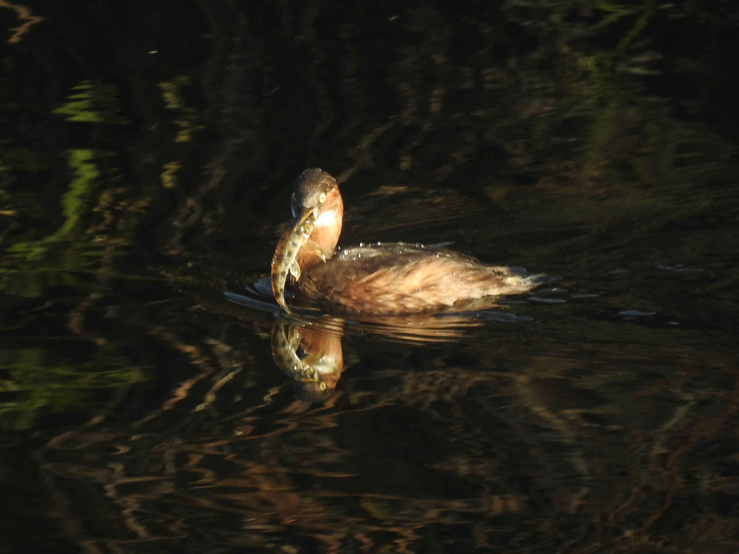 カイツブリ捕食