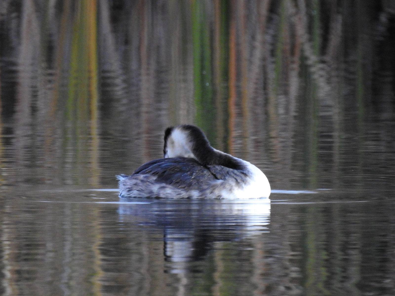 カンムリカイツブリ