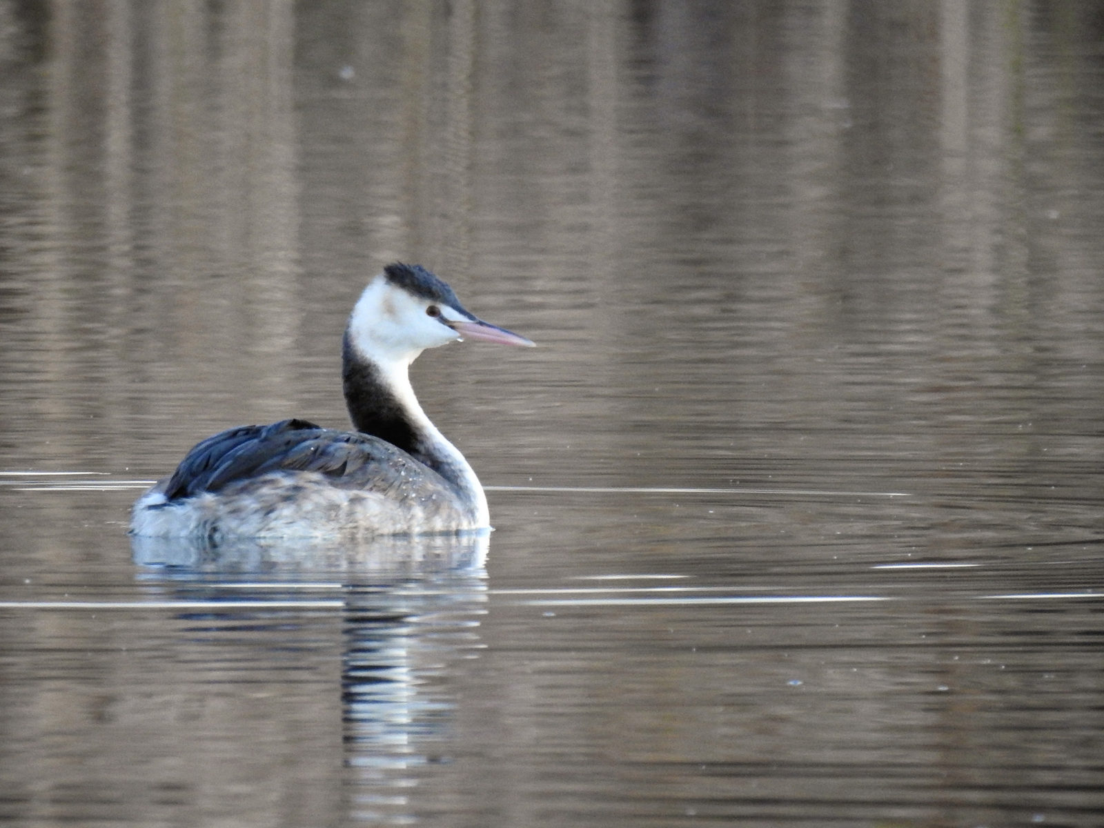カンムリカイツブリ右向き