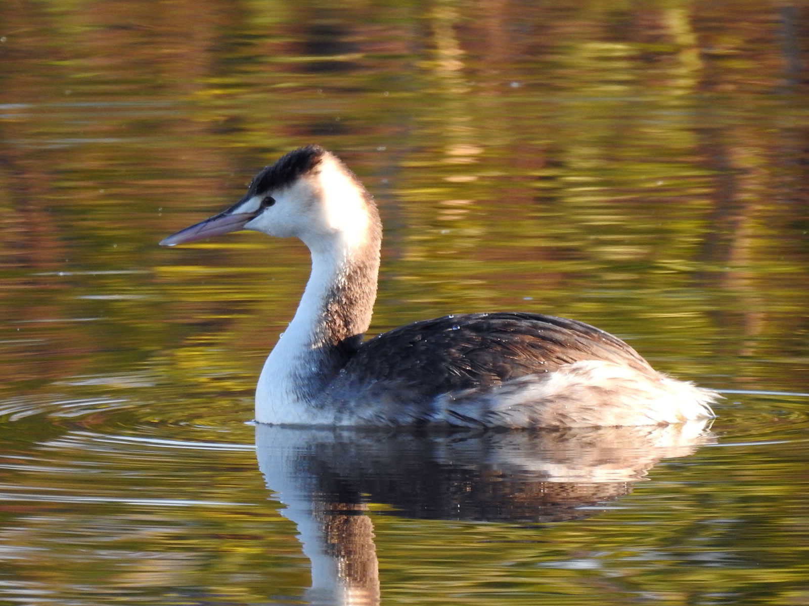 カンムリカイツブリ