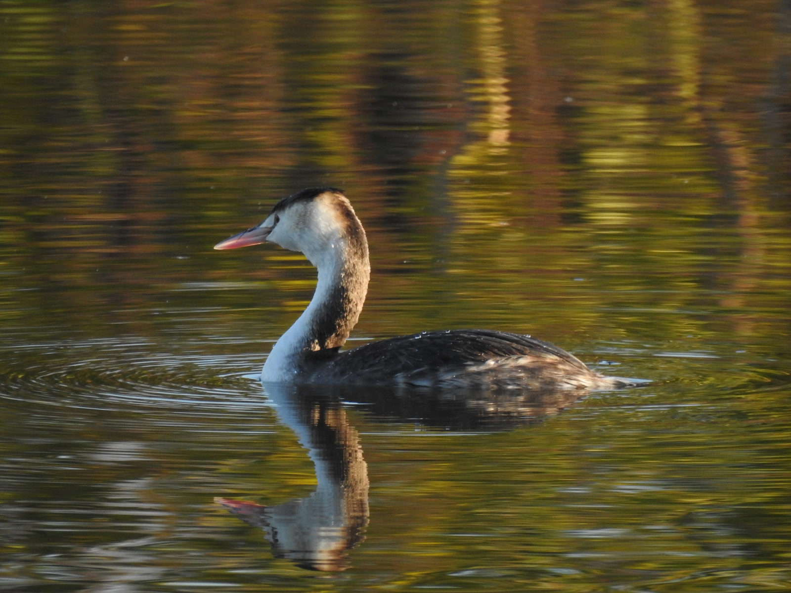 カンムリカイツブリ