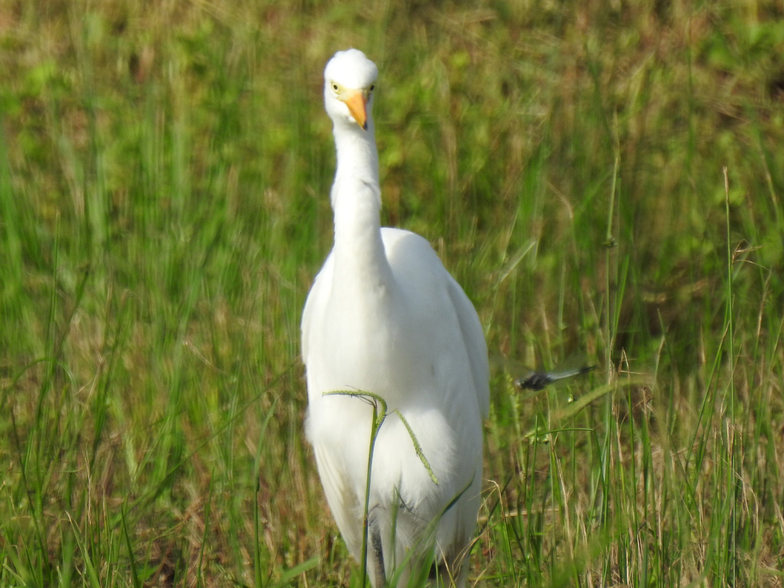 チュウサギトンボ