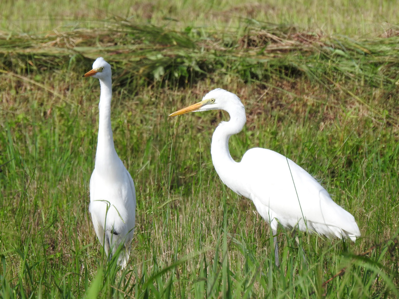 ダイサギとチュウサギ