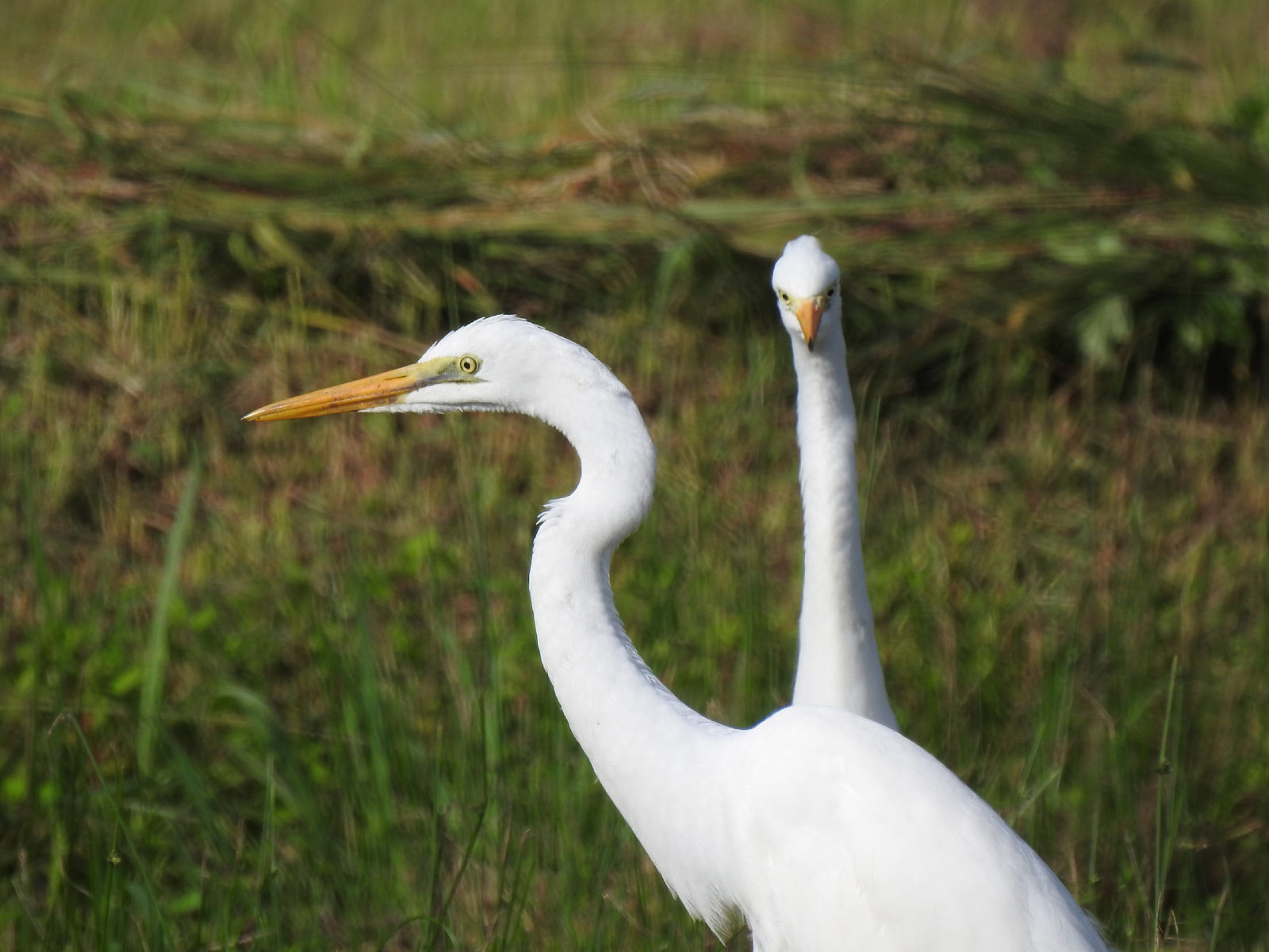 ダイサギとチュウサギ