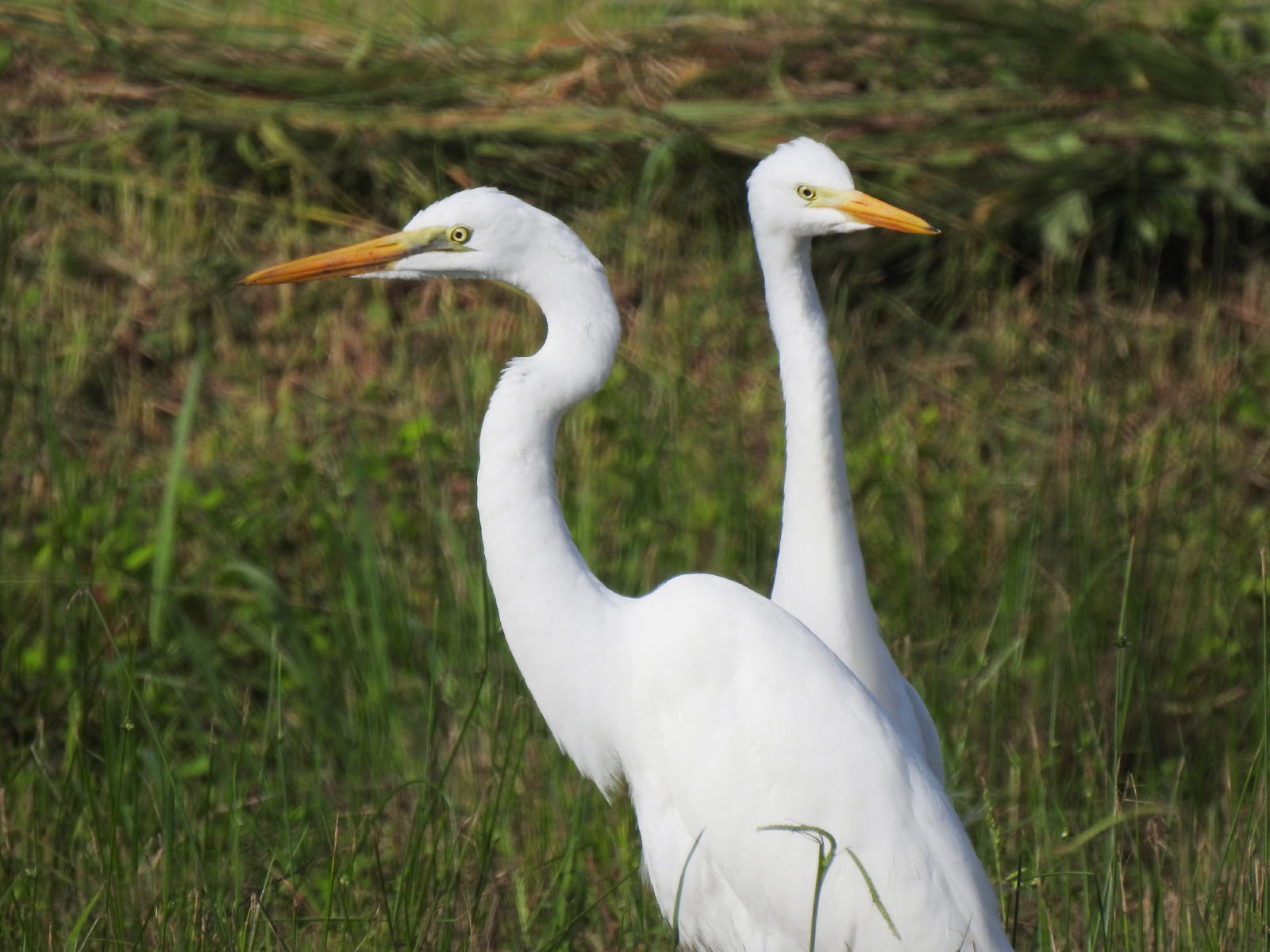 ダイサギとチュウサギ