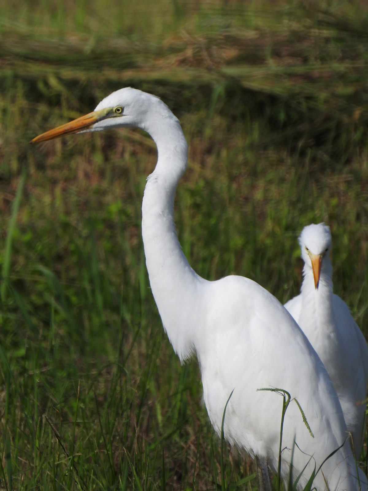 ダイサギとチュウサギ