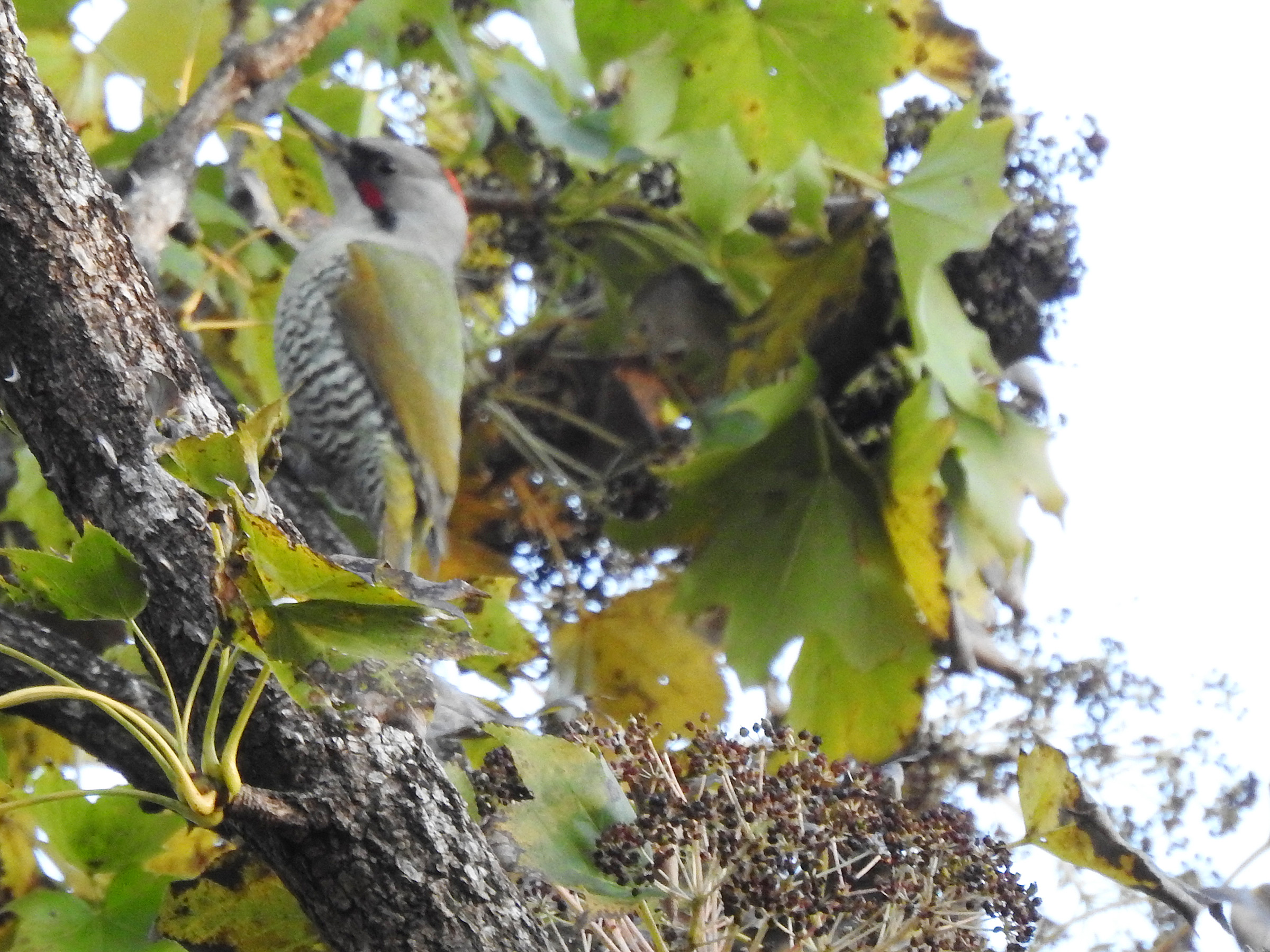 アオゲラピンボケ