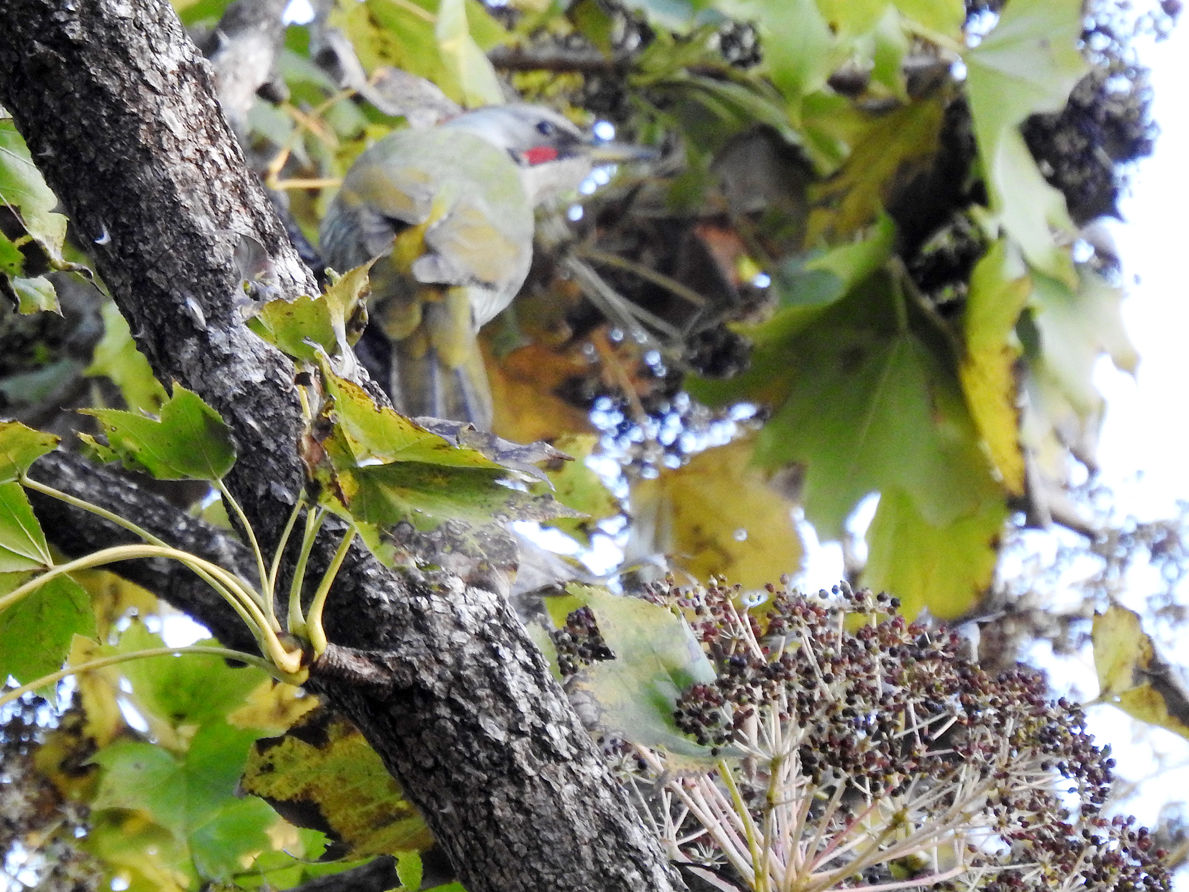 アオゲラピンボケ