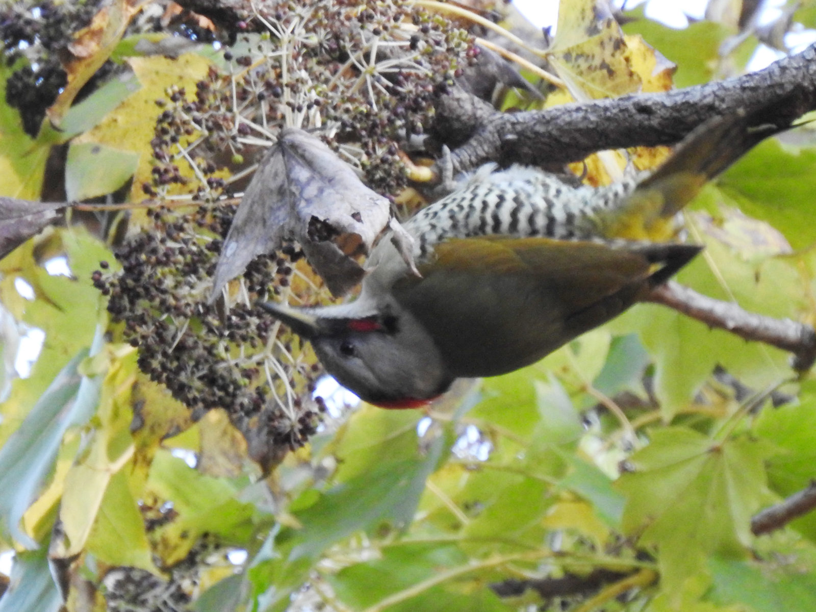 アオゲラ木の実を食す