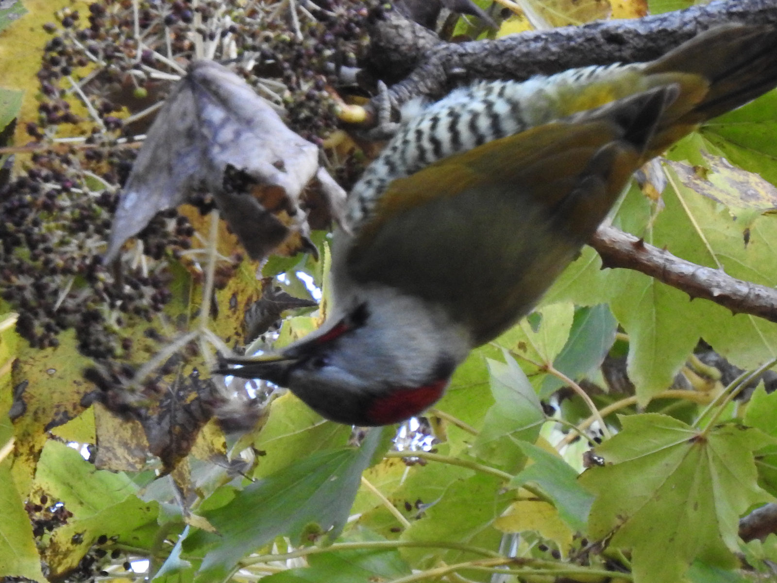 アオゲラ木の実を食す