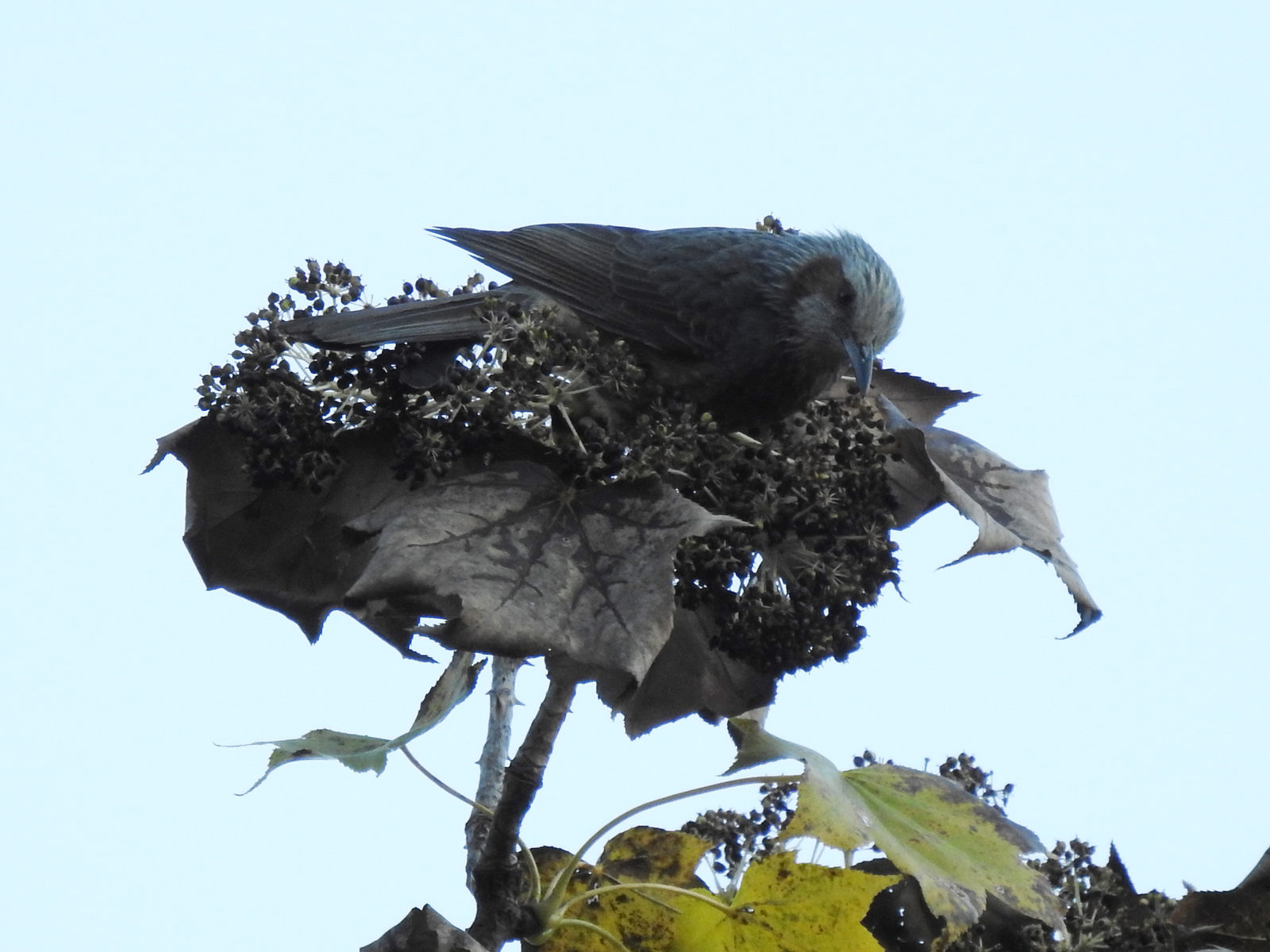 ヒヨドリ木の実を食す
